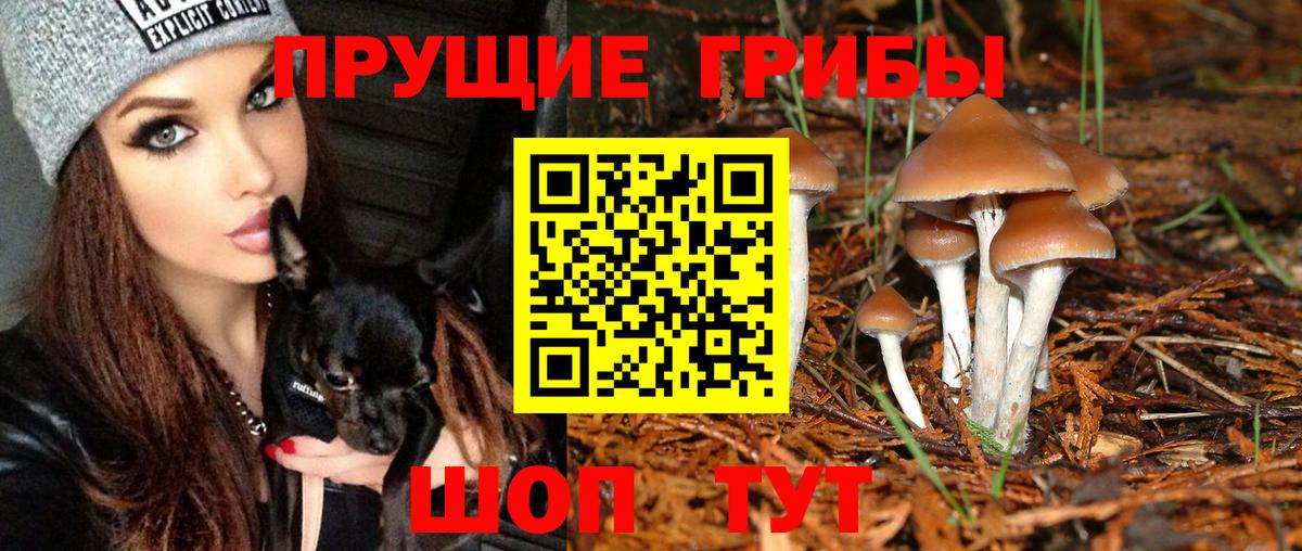 Знаменск  Псилоцибиновые грибы прущие грибы  Вход с VPN 